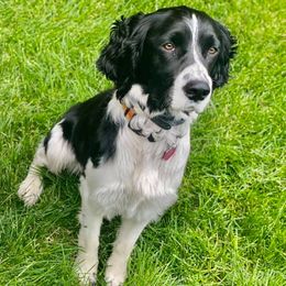 English Springer Spaniels from VinEwood Springers