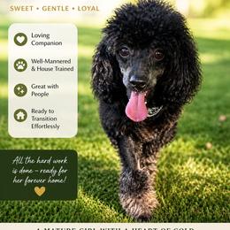 Ellie - Phantom female Poodle puppy in Chattanooga, Tennessee from Joy-Fur Puppies