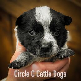 Boy 4 - Blue male Australian Cattle Dog puppy in Blackfoot, Idaho from Circle C Australian Cattle Dogs