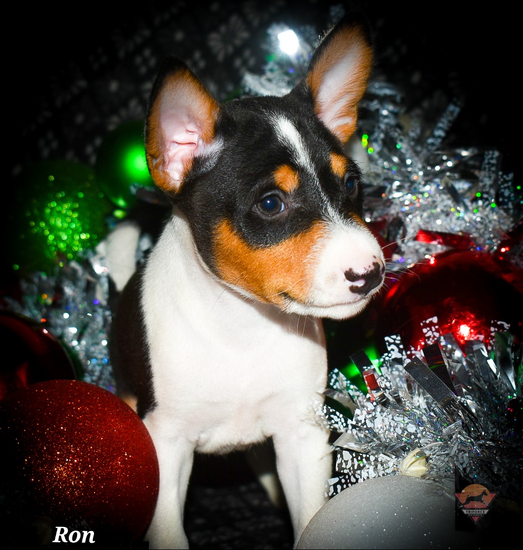Ron - Tri-color male Basenji puppy in San Diego, California from Triforce Basenjis