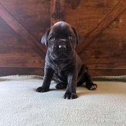Girl 4 - female Cane Corso puppy in Stuart, Iowa from Cowan Farms