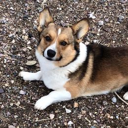 Bullet - Pembroke Welsh Corgi