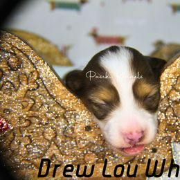 Dachshund Puppies from Pasek Kennels