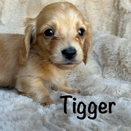Tigger - Red Dachshund puppy in Bluff City, Tennessee from Sidanelv Dachshunds