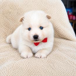 Mac - White male Pomsky puppy in Grass Valley, California from Karalot Pomskies