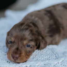 Dachshunds from ag dachshunds