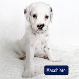 Macchiato - LUA long coat - White and black male Dalmatian puppy in Davenport, Florida from Sunny Jewels Dalmatians