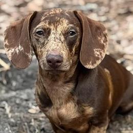 Dachshunds from Magnolia Roots Miniature Dachshunds