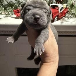 Elf - Blue male Chinese Shar-Pei puppy in North Carolina from Amy Mahaffey's Chinese Shar-Pei