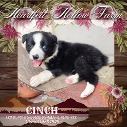 Cinch - Black & white female Australian Shepherd puppy in Keyser, West Virginia from Heartfelt Hollow Farm