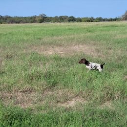 German Shorthaired Pointer Puppies from Dem Feuerhaus Gun Dogs