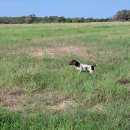 German Shorthaired Pointer Puppies from Dem Feuerhaus Gun Dogs