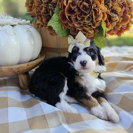 Maple - Tri-color female Bernedoodle puppy in Russell Springs, Kentucky from 270 Doodles