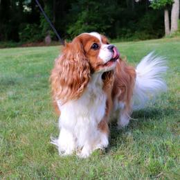 Lucy - Cavalier King Charles Spaniel