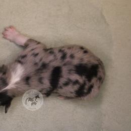 Boy 5 - Blue merle male Australian Shepherd puppy in Colorado Springs, Colorado from Dawn 2 Dusk Ranch