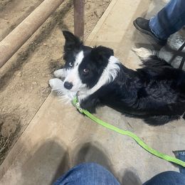 Handsome - Border Collie