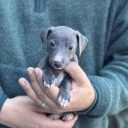 Boy 3 - Blue male Italian Greyhound puppy in Sugar Valley, Georgia from Pinnacle Farm and Kennel