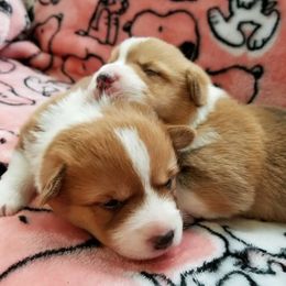 Pembroke Welsh Corgi Puppies from Pawm Springs Corgis