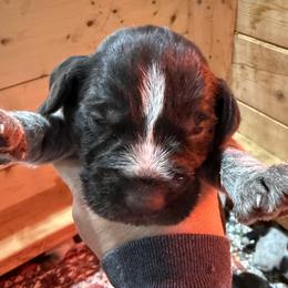Boy 1 - Liver male German Wirehaired Pointer puppy in Mora, Minnesota from Reinberg Kennel