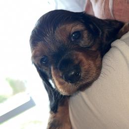 Boy 2 - Brindle male Dachshund puppy in Bardstown, Kentucky from A & J Doxies