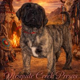 Apache - Tiger male Perro de Presa Canario puppy in Horizon, Texas from Mesquite Creek Kennels