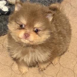 Ganache - Chocolate and tan male Pomeranian puppy in Jackson, New Jersey from Peapod Pomeranians
