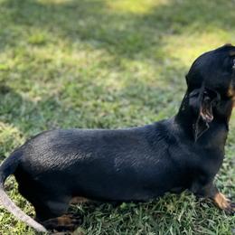 MJ - Dachshund
