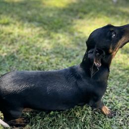 MJ - Dachshund