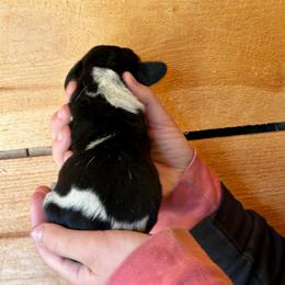 Female 1 - Black brown and white female Basset Hound puppy in Lindley, New York from Hill Top Basset Hounds & Cane Corso
