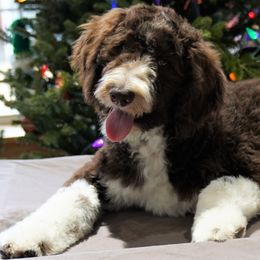 Aussiedoodle Puppies from Vesbach Doodle Valley Farm