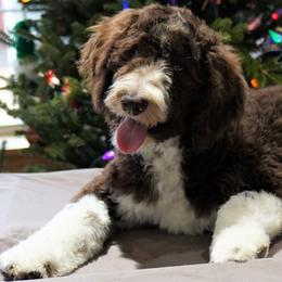 Aussiedoodle Puppies from Vesbach Doodle Valley Farm