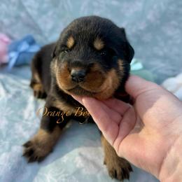Orange - Black and rust male Beauceron puppy in Floyd’s Knobs, Indiana from Birdwing Beaucerons