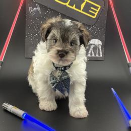 Luke - Parti male Miniature Schnauzer puppy in St. Cloud, Florida from Kokis’ Paws Legacy