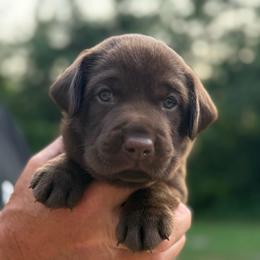 Bobber - Chocolate male Labrador Retriever puppy in Isle, Minnesota from Dog Ear Outfitters