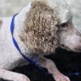 Tex - Poodle