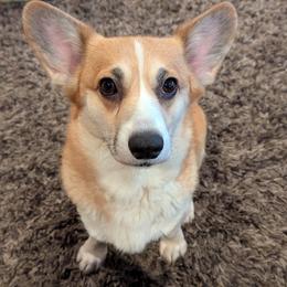 Girl 1 - female Pembroke Welsh Corgi puppy in Beaverton, Oregon from Pordr Corgis