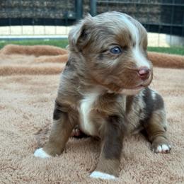 Purple - Red merle female Miniature Australian Shepherd puppy in Arizona from Country Charm Mini Aussies