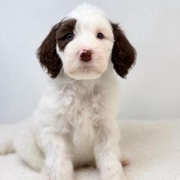 Mike - Parti male Goldendoodle puppy in Calhoun, Georgia from FamilyLoved Doodles