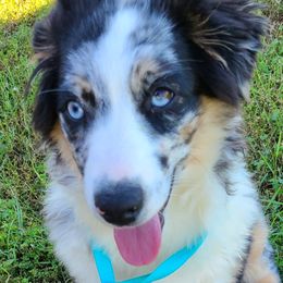 Bluebell - Miniature Australian Shepherd