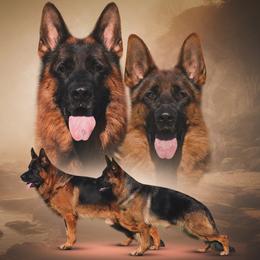 German Shepherd puppies from Von Bourbon Shepherds