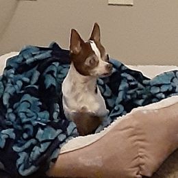 Chihuahuas from Linda's Chihuahua