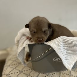 Girl - Chocolate female Pomsky puppy in Harpers Ferry, West Virginia from Brandie Kelley