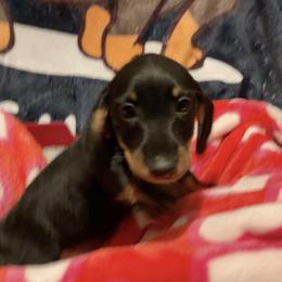 Cadbury - Black and tan male Dachshund puppy in Tacoma, Washington from Thedachhouse