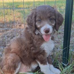 Augustus - Brown and white male Aussiedoodle puppy in Grand Saline, Texas from Aussies Acre