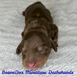 Sheldon - Chocolate and tan male Dachshund puppy in Noble, Oklahoma from Marissa's Dachshunds (BooneDox Mini Dachshunds)