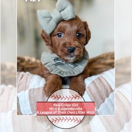 Kit- Mint collar girl - Red  female Goldendoodle puppy in Newcastle, Oklahoma from Ritzy Creek Doodles
