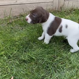 German Shorthaired Pointer Puppies from Chasing Kaya GSP Breeder