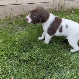 German Shorthaired Pointer Puppies from Chasing Kaya GSP Breeder