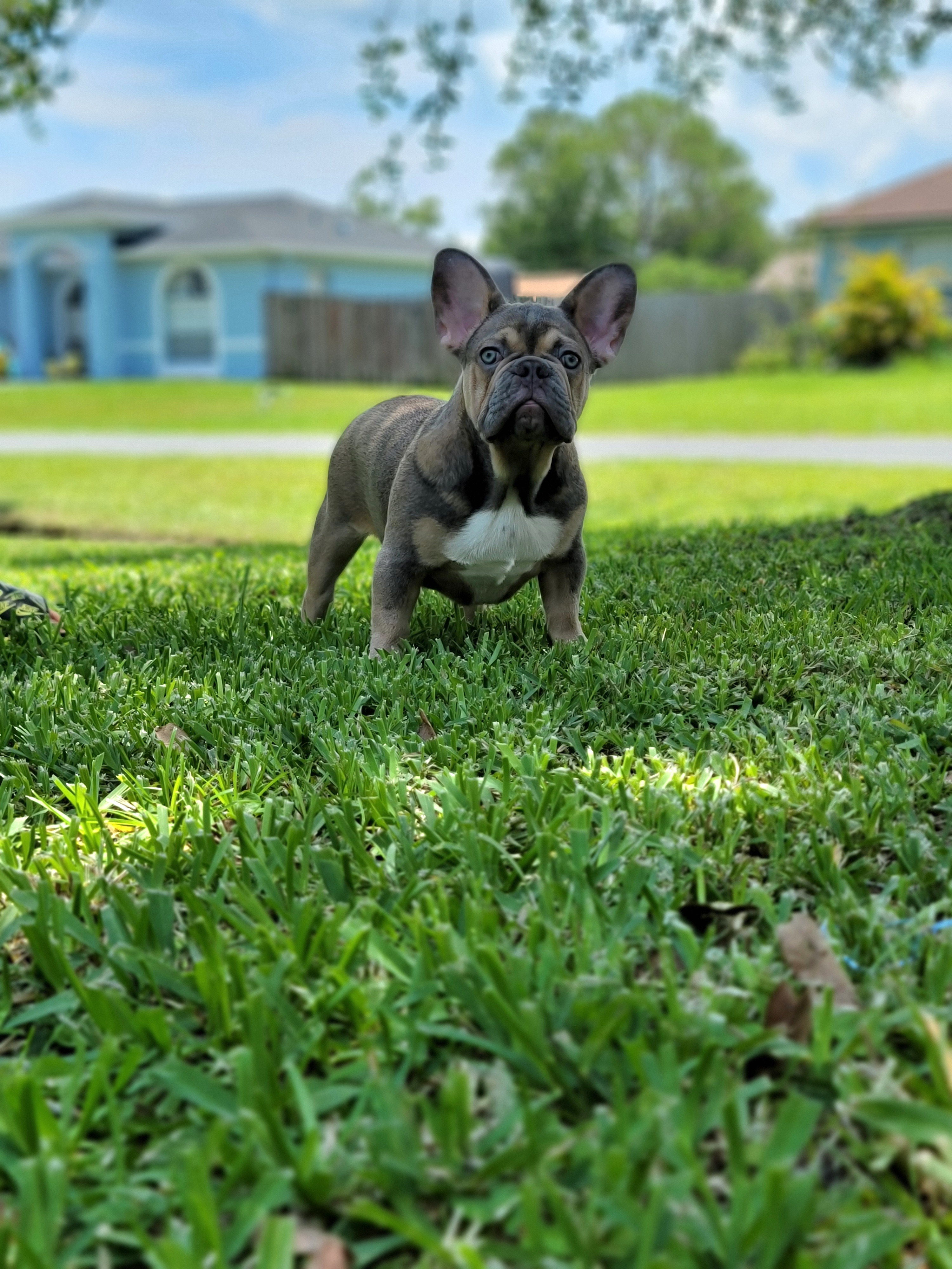 Berryhandsome - French Bulldog puppy in Orlando, Florida from Phenomenal Frenchies