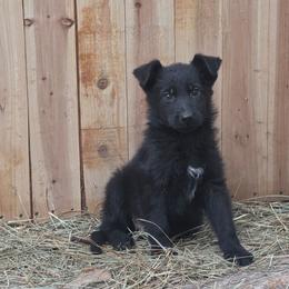 Red Collar Male - Black male German Shepherd puppy in Cadet, Missouri from Working Valley Shepherds